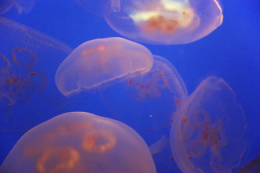 A group of swimming jellyfish at the local zoo