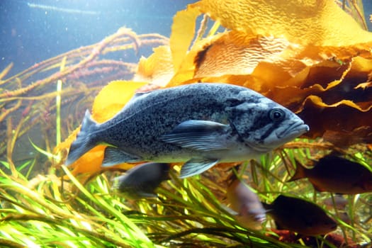 Swimming blue fish in a large aquarium