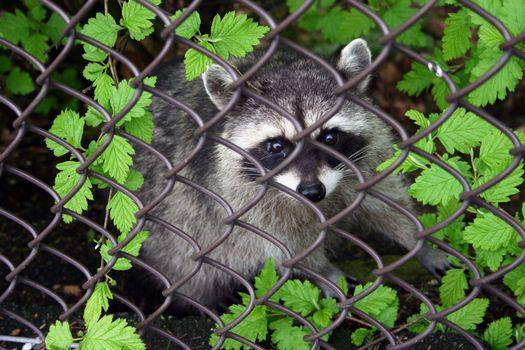Medium size raccoon begging for food from behind a fence
