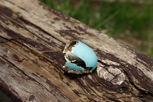 A broken birds egg lying on a log