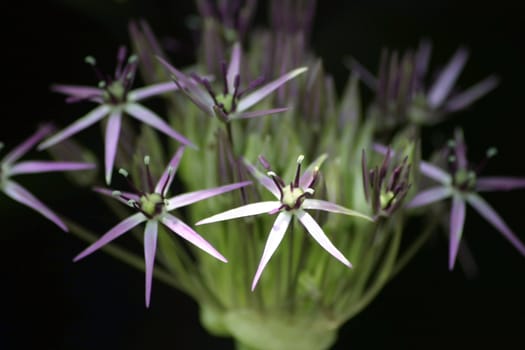 Interesting purple and green flower that is blooming in my garden