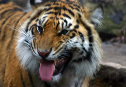 Large zoo tiger sticking his tongue out