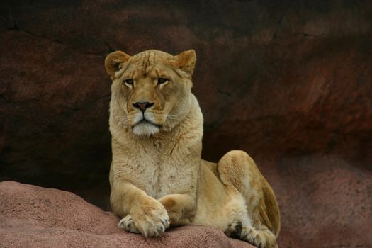 A large lioness sitting peacefully on a rock