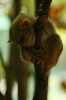 This is a Tarsier from Bohol in Philippine