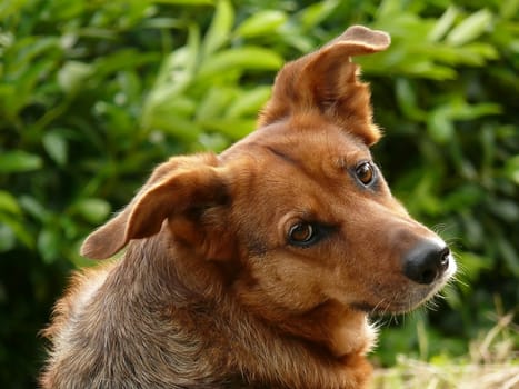 a portrait of brown dog