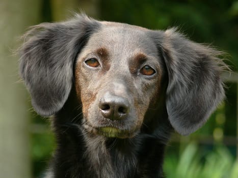 portrait of a black dog