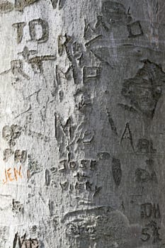 A closeup texture of a tree trunk with a whole bunch of names and initials carved into it.