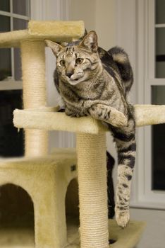 A shot of a highly rare savannah cat, lounging on its perch.  This is a very expensive pet.