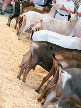 A lineup of the goats during a country fair.