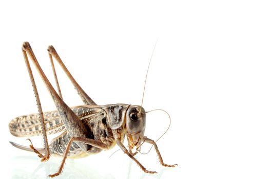 Photographing of a large locust in studio conditions