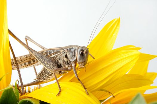 Photographing of a large locust in studio conditions