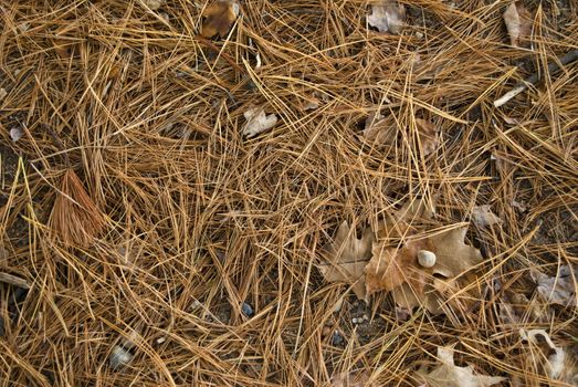 A detail shot of the the forest floor in autumn - pine needles and leaves.
