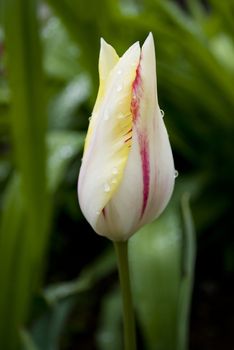 multicolored bright tulip in a garden