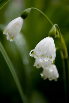 lilly of the valley flower in garden