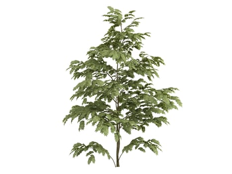 Silk tree or latin Albizzia isolated on white background