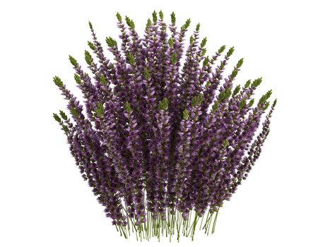 Heather or latin Calluna isolated on white background