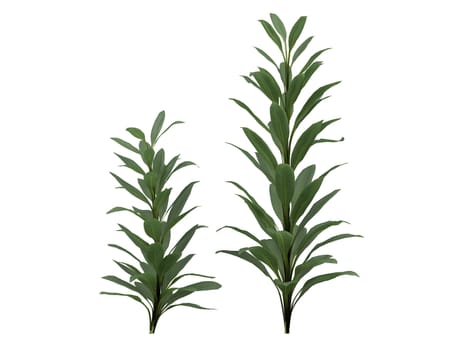 Cordyline glauca isolated on white background