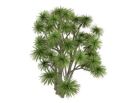 Cabbage Palm or latin Cordyline australis isolated on white background