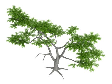 Whitethorn acacia or latin Acacia constricta isolated on white background