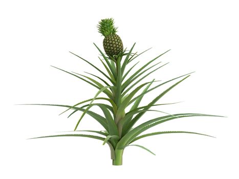 Pineapple or latin Ananas comosus isolated on white background