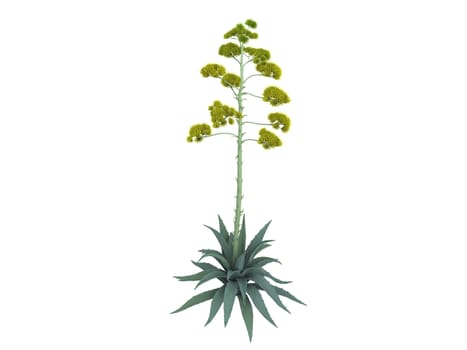 Century plant or Agave americana isolated on white background