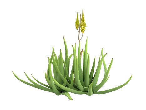 Aloe vera isolated on white background