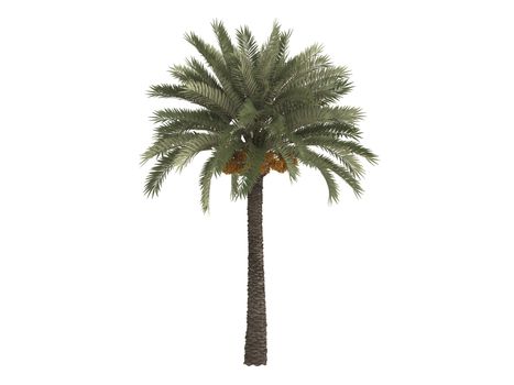 Date palm or latin Phoenix dactylifera isolated on white background