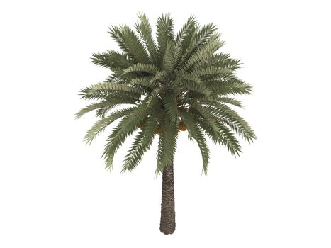 Date palm or latin Phoenix dactylifera isolated on white background