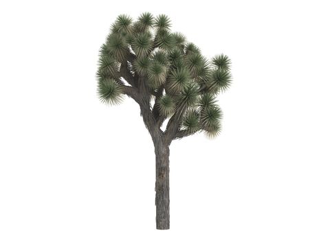 Joshua tree or latin Yucca brevifolia isolated on white background