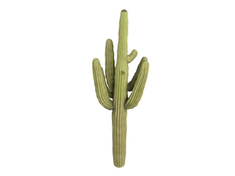 Saguaro or latin Carnegiea gigantea isolated on white background