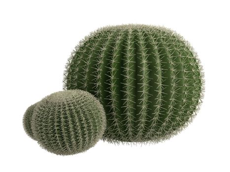 Golden barrel cactus or latin Echinocactus grusonii isolated on white background