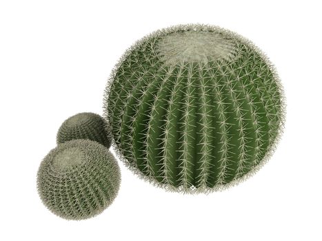 Golden barrel cactus or latin Echinocactus grusonii isolated on white background