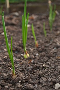 Organic young onions growing in vegetable patch setting. Foreground onion in focus.