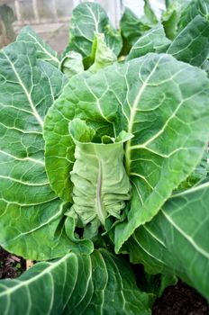 An organic growing fresh cabbage in green house setting