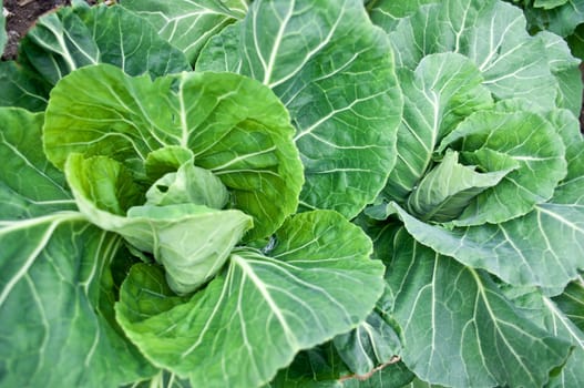 A small selection of organic growing cabbages in a green house setting