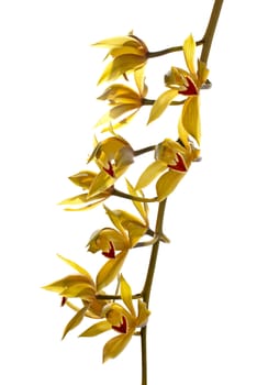 fresh bright yellow orchid isolated on white background.