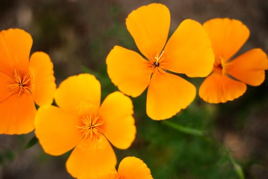 Orange Poppies Field selective focus effect.