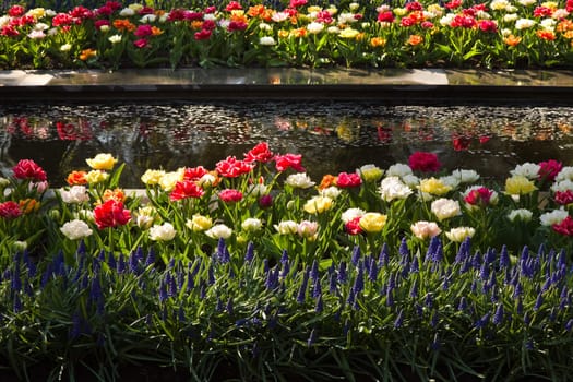 Modern pond surrounded by colorful tulips and common grape hyacinths