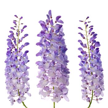 Purple wisteria flowers isolated on white background.