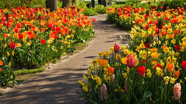 Path through colorful tulips and daffodils in spring garden