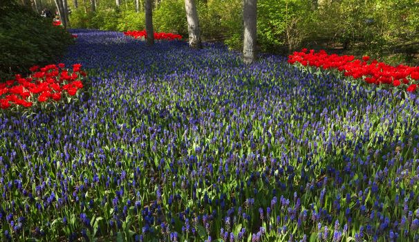 Thousands of blue common grape hyacinths blooming under trees in spring garden