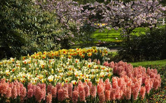 Tulips, hyacinths and daffodils with pink cherry trees in spring garden