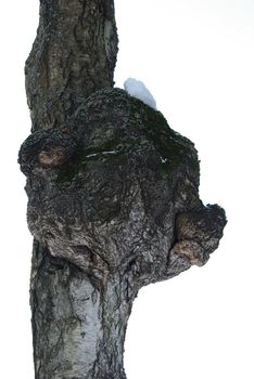 Old birch trunk with excrescence in form of bears head