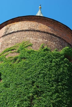 Historic building covered with green ivy on front facade