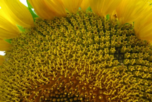 Sunflower close-up isolated image over white background