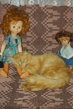 Foxy-red cat sleeping on the chair between two dolls.