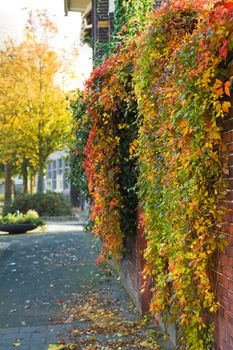 Streetview with trees and colorful Virginian creeper hanging over wall in autumn