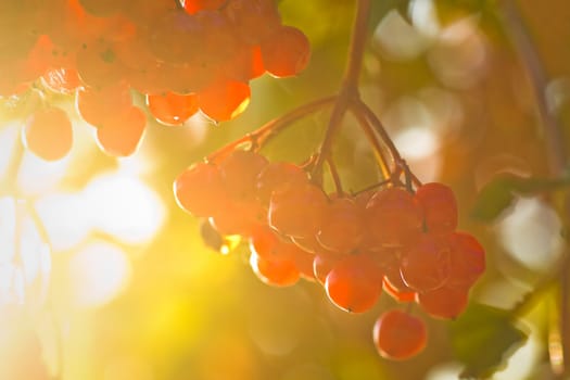 Red berries on Guelder Rose, also called Water Elder, European Cranberrybush, Cramp Bark or Snowball Tree in autumn sunshine