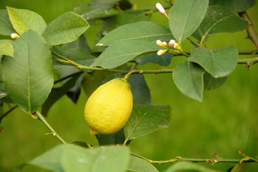 yellow lemon growing on branch over green natural background