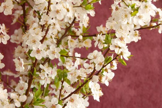 spring blooming white plum flowers over purple background